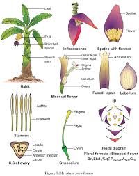 Image result for Musaceae