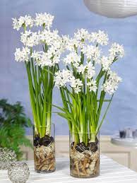 We did not find results for: Paperwhite Bulbs Indoor Narcissus Dutchgrown Christmas Flowers