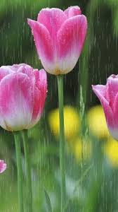 Cleansing Rituals Protection Spell And Money Spells Call Whatssapp 27786966898 Email Info Drraheemspells Com Drrahe Flowers Tulips Flowers Beautiful Flowers