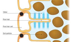 To test the effect of different concentrations of sucrose. Quia Diffusion Osmosis And Active Transport In Plants