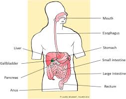 The intestines are located inferior to the stomach in the abdominal body cavity. Sigmoid Colon An Overview Sciencedirect Topics