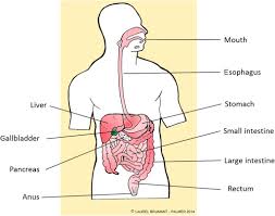 Absorbing useful substances into the body and restricting the entry of harmful substances. Sigmoid Colon An Overview Sciencedirect Topics