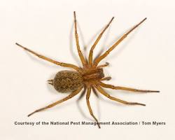 Image of Hobo Spider