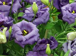 Image result for eustoma flamenco