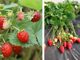 We did not find results for: Tutto Sulle Fragole Usie Proprieta E Curiosita Alimentipedia It