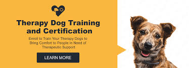 The dog should not be frightened of strangers or new situations and should enjoy going out and if your dog's health and temperament fit those of a therapy dog the next step is to get him certified. Service Dog Training School International Certified Therapy Dog Training Course Get Your Dog Ready For Hospital School Library Assisted Living Facilities Visits