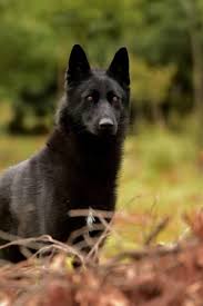 Explore 22 listings for wolf dogs puppies at best prices. Meet The Mexican Wolf Dog The Yucatan Times