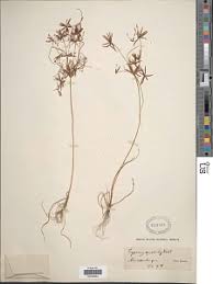 Image result for Cyperus amabilis