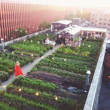 Sarah B On Instagram Had The Dreamiest Dinner Last Night Stedsans Cleansimplelocal In Copenhagen Vegetaria Rooftop Garden Urban Rooftop Garden Urban Garden