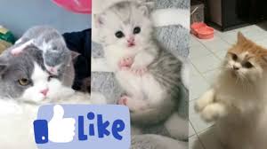 Meowlicious 333.547 views6 months ago. Kompilasi Kucing Lucu Imut Ngegemesin Youtube