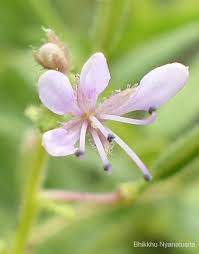 Image result for Cleome monophylla