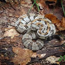 A Beautiful Little Timber Rattlesnake Crotalus Horridus From Yesterday In Indiana As Part Of Our Snake Fungal Disease Stu Rattlesnake Fungal Diseases Timber