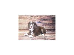 Getting as much information as possible before you look at german shepherd puppies for sale is crucial to pinpointing what you are looking for in a dog. Miniature American Shepherd Dog Male Red 2862758 Petland Dunwoody Puppies For Sale