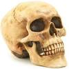 Bio4 lab bones practical learn with flashcards, games and more — for free. 1