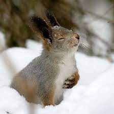 Dier fotografie natuur apen sneeuw dieren schattige dieren. Be Yourself Every Day Let It Snow Dieren In De Sneeuw Dieren Schattige Dieren Huisdier Vogel