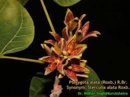 Image result for Pterygota