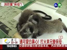 The site owner hides the web page description. åª½åª½è¢«åš‡è·' ç™½é¼»å¿ƒå¯¶å¯¶è®Šå­¤å…' Youtube