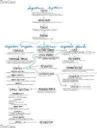 Bisc 316 Midterm Digestive System Dogfish Shark Flow Chart