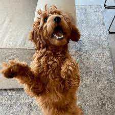 Maybe you would like to learn more about one of these? F1b Mini Goldendoodles Breed Profile Information Spiritdog Training