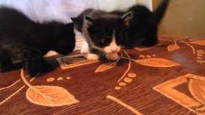Do cats pant after exercise? Cats In Pants Youtube