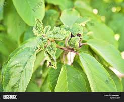 The bacteria mainly attack twigs and young shoots. Branch Fruit Tree Image Photo Free Trial Bigstock