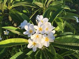 Check spelling or type a new query. Beautiful Plumeria Flowers Seen In Upcountry Maui