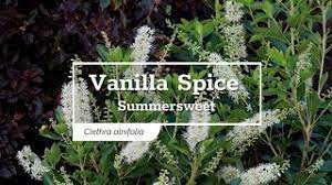 I flavor of the vanilla and spices were very subtle but really made a huge impact. 30 Seconds With Vanilla Spice Summersweet Youtube