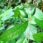 Image result for Oxyanthus goetzei