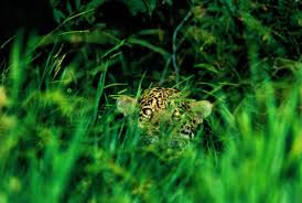 Cali is katie's pet cat with a big appetite. Alan Rabinowitz We Are All Wildlife The On Being Project The On Being Project
