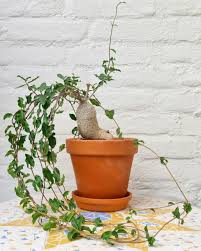 Image result for Fockea multiflora