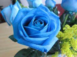 Biru mustahil dan tak dapat disempurnakan bunga ini hanya wujud secara fantasi sahaja dan bukannya secara semulajadi. Light Blue In Nature Google Search Rose Seeds Blue Rose Beautiful Roses