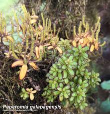 Image result for Peperomia fernandopoiana