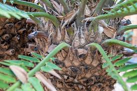 Image result for Cyathula natalensis