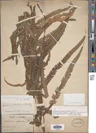 Image result for Amblovenatum