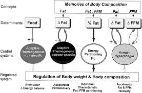 Check spelling or type a new query. Physiology Of Weight Regain Lessons From The Classic Minnesota Starvation Experiment On Human Body Composition Regulation Dulloo 2021 Obesity Reviews Wiley Online Library