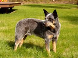 australian cattle dog cattle dog wire basket dog