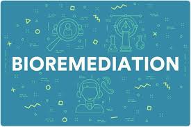 Bioremediation is the use of microbes to clean up contaminated soil and groundwater. Bioremediation An Overview