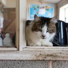 ‪Cats | RHS Advice‬‏