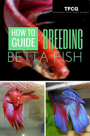 Breeding Betta Fish 9 Proven Steps To Breed Betta Fish The Easy Way Breeding Betta Fish Betta Fish Care Betta Fish