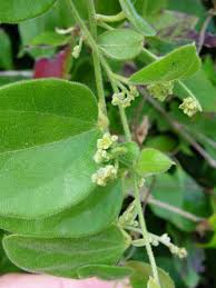 Image result for Cocculus hirsutus