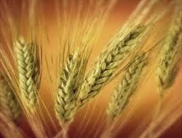 Barley bread suggests the heroine's state as a fallen woman. Re Discovering Ancient Wheat Varieties As Functional Foods Sciencedirect