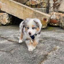 House training an australian shepherd. Australian Shepherd Potty Training Tor Adoption Home Facebook