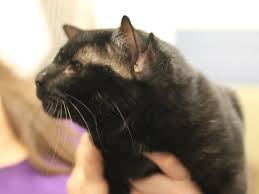Meet Batman, a Black Cat With 4 Ears