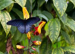 Butterfly conservation president sir david attenborough with a south east asian great mormon butterfly and and a sheet detailing different species. Papilio Memnon Agenor Continental Great Mormon Rhs Wisley S Butterflies In The Glasshouse Exhibition 2018 Plant Leaves Glass House Exhibition