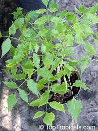 Image result for Steganotaenia