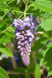 It is, however, not invasive like its asian cousins. Amethyst Falls Wisteria Wisteria Frutescens Amethyst Falls In Richmond Fairfax Loudoun Prince William Fredericks Virginia Va At Meadows Farms Nurseries