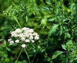 Image result for Pimpinella