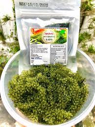 Pour on lato salad just before serving or you'll end up with a wilted salad. Wholesale Sea Grapes Lato Ararosep Photos Facebook