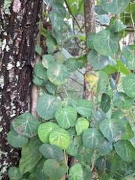 Image result for Cissampelos torulosa