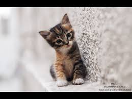 Minnos Kedi 3 Kedi Cats